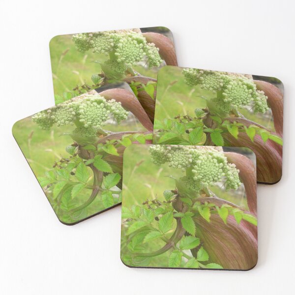 Item preview, Wild Angelica On Mull Head, Orkney designed and sold by lezvee.