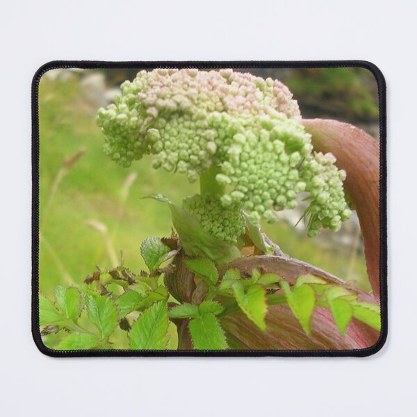 Item preview, Wild Angelica On Mull Head, Orkney designed and sold by lezvee.