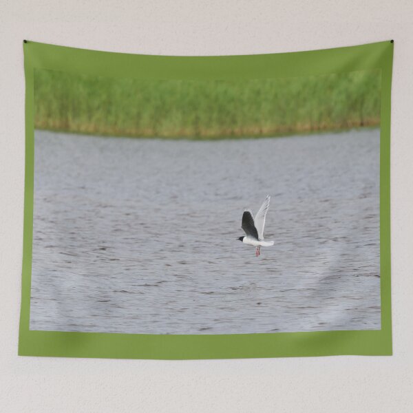 Item preview, Little gull minimal designed and sold by Jouko Lehto Photography.