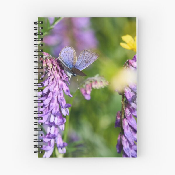 Item preview, Mazarine blue on tufted vetch designed and sold by Jouko Lehto Photography.
