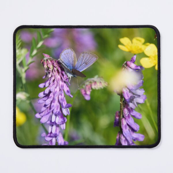 Item preview, Mazarine blue on tufted vetch designed and sold by Jouko Lehto Photography.