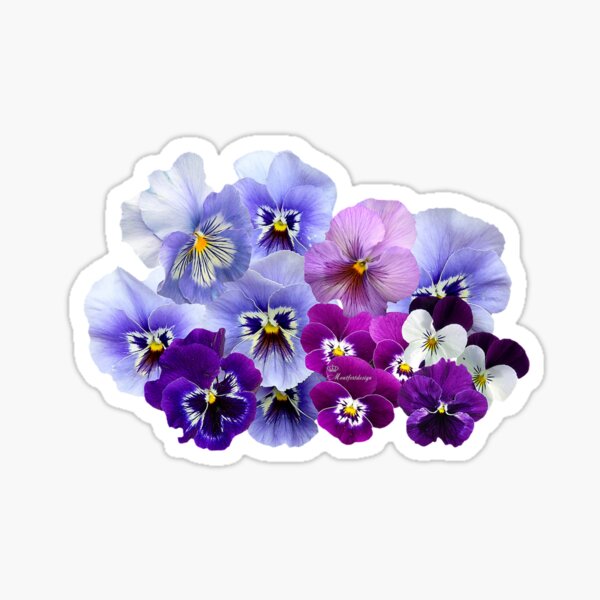 pansy Sticker