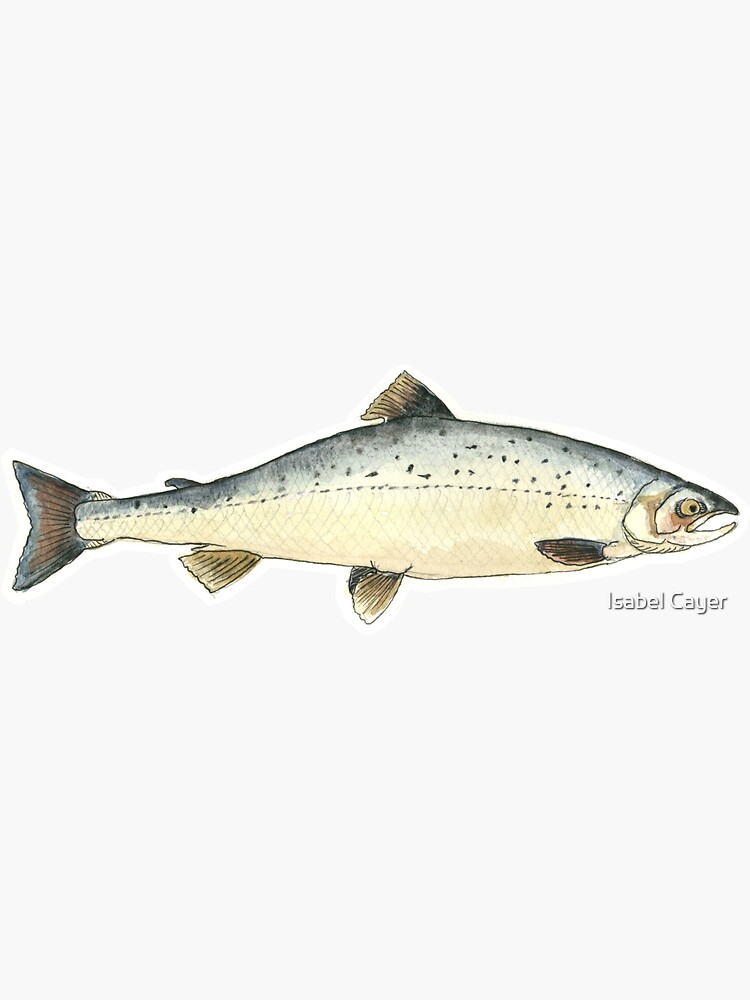 Atlantic salmon (Salmo salar) Sticker by Isabel Cayer