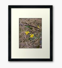 Blooming in a tough environment Framed Print
