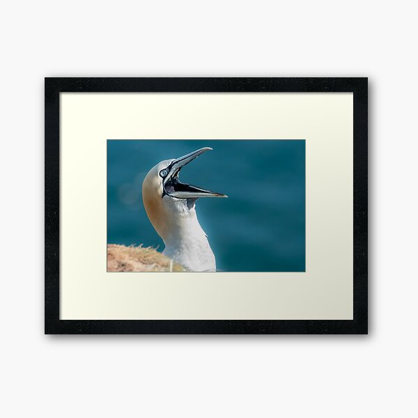 Item preview, Gannet designed and sold by Mike Cave.