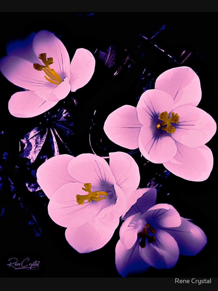 Pink's Emergence by imagesbycrystal