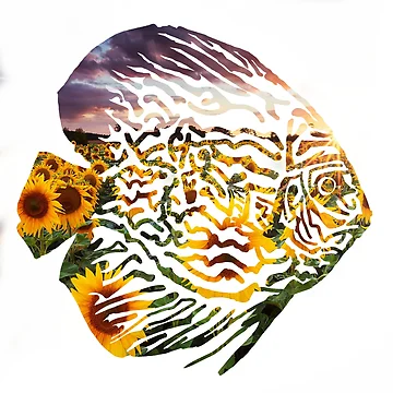 Artwork thumbnail, Discus Fish by CHAT0NS