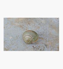 green slug Photographic Print