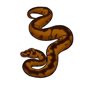 Artwork thumbnail, Ball python by Loverlyskye