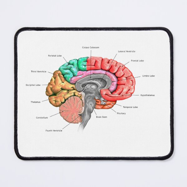 Item preview, Brain designed and sold by ciarameadows.