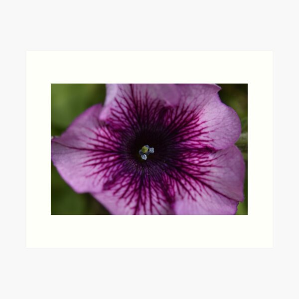 Item preview, Surfinia  designed and sold by Tonia Delozier's Photography .