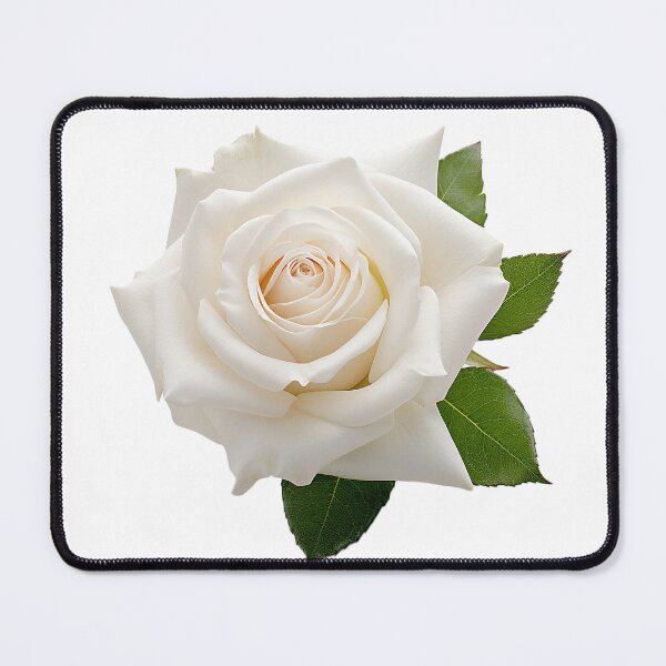 Item preview, white rose love beautyful lovely pure designed and sold by Amser77.