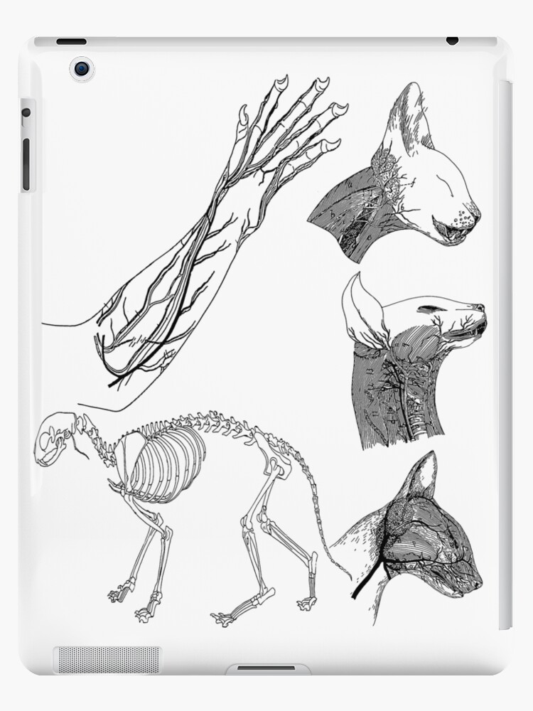 Coque Et Skin Adhesive Ipad Anatomie De Chat Illustrations Medicales Felines Par Encyclo Art Redbubble