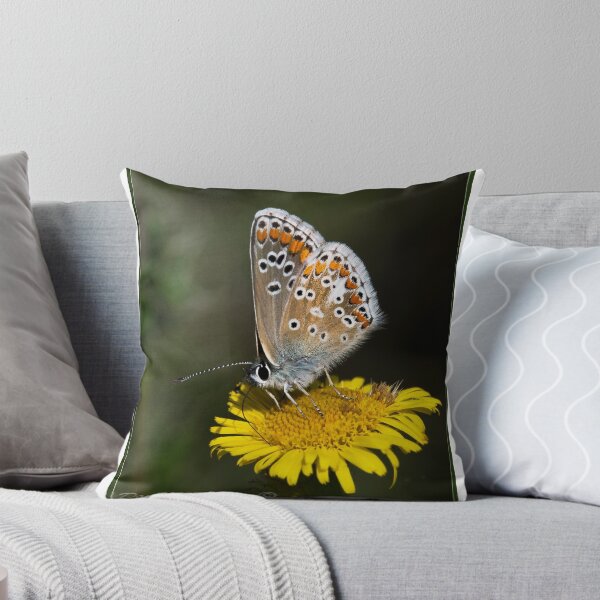 Item preview, Argos Brown (Arica agestis) (II) designed and sold by DonMc.
