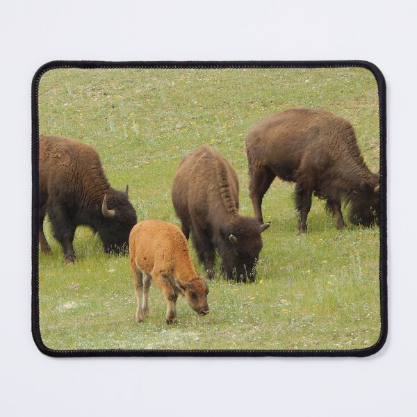Item preview, Baby bison North Rim Grand Canyon designed and sold by gistinker.