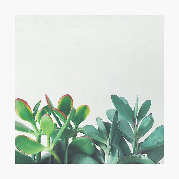 Item preview, Crassula Group designed and sold by Cassia Beck.
