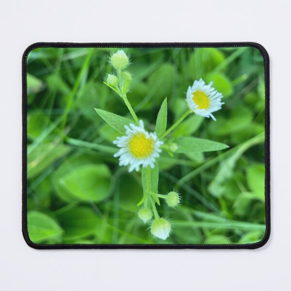 Item preview, Tiny Daisies Among Plants  designed and sold by Amanda1775.