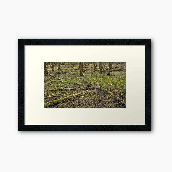 Manny fallen tree trunks on the winter forest floor Framed Art Print
