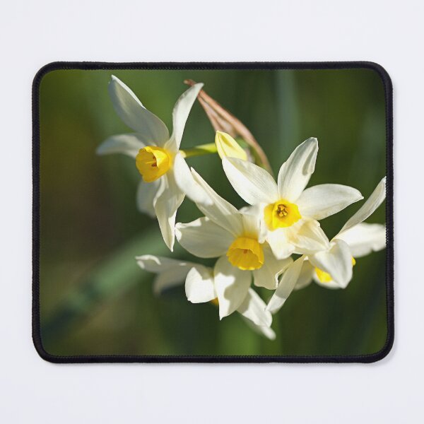 Item preview, Winter Jonquils Flowering designed and sold by Joy Watson - Natural Light Photography .