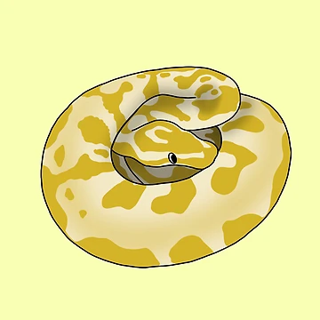 Artwork thumbnail, Silly Derpy Yellow Ball Python by RoeHasArt