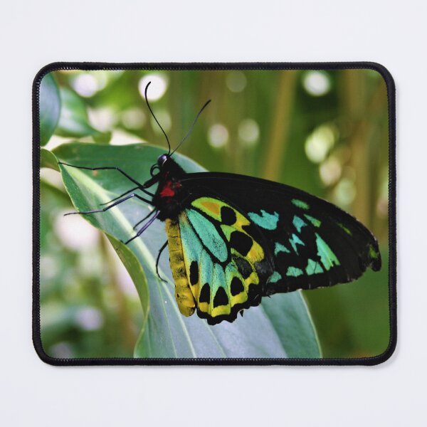 Item preview, Beautiful Birdwing Butterfly designed and sold by McGingPhotos.