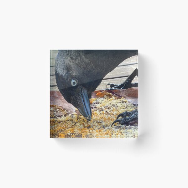 Item preview, Crow & Crumbs designed and sold by Paddyb17.