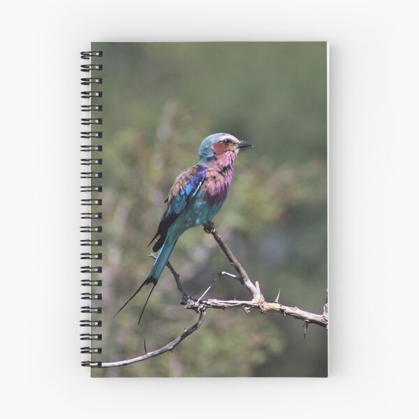 Item preview, Colourful African Bird - Lilac Breasted Roller designed and sold by McGingPhotos.