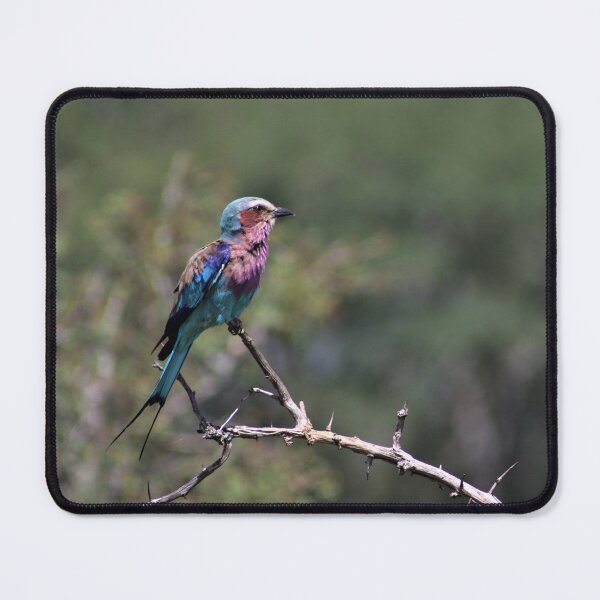 Item preview, Colourful African Bird - Lilac Breasted Roller designed and sold by McGingPhotos.