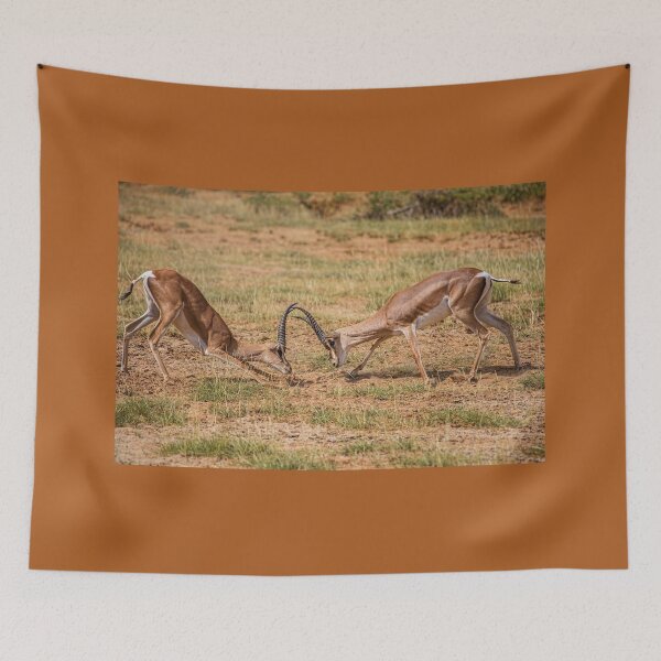 Item preview, Kenya. Samburu National Reserve. Grant's Gazelles. Fighting. designed and sold by vadim19.