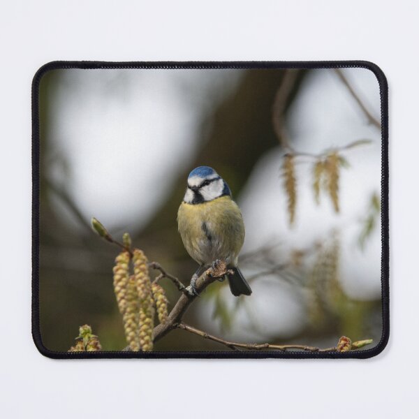 Item preview, Blue-Tit sat in the catkins designed and sold by StelleryART.