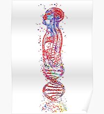 DNA man, human body anatomy, human body molecules Poster