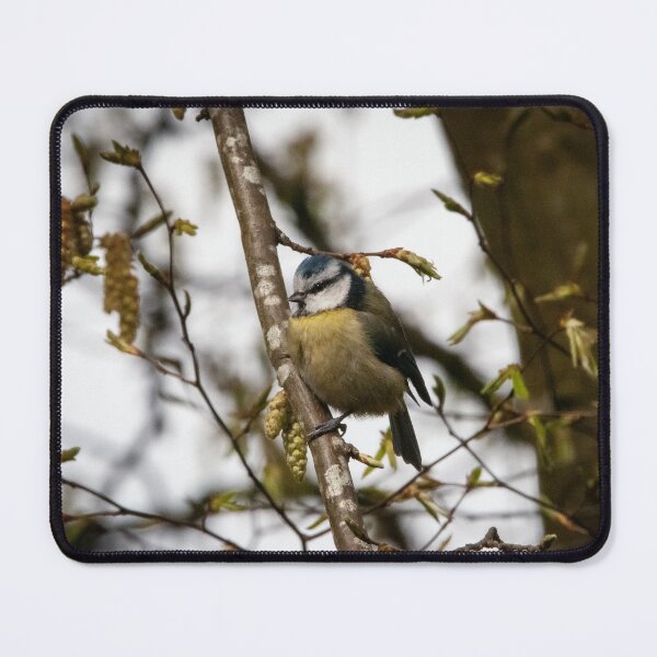 Item preview, Blue-Tit designed and sold by StelleryART.