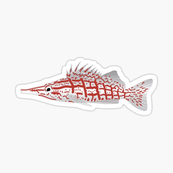 Longnose Hawkfish Sticker