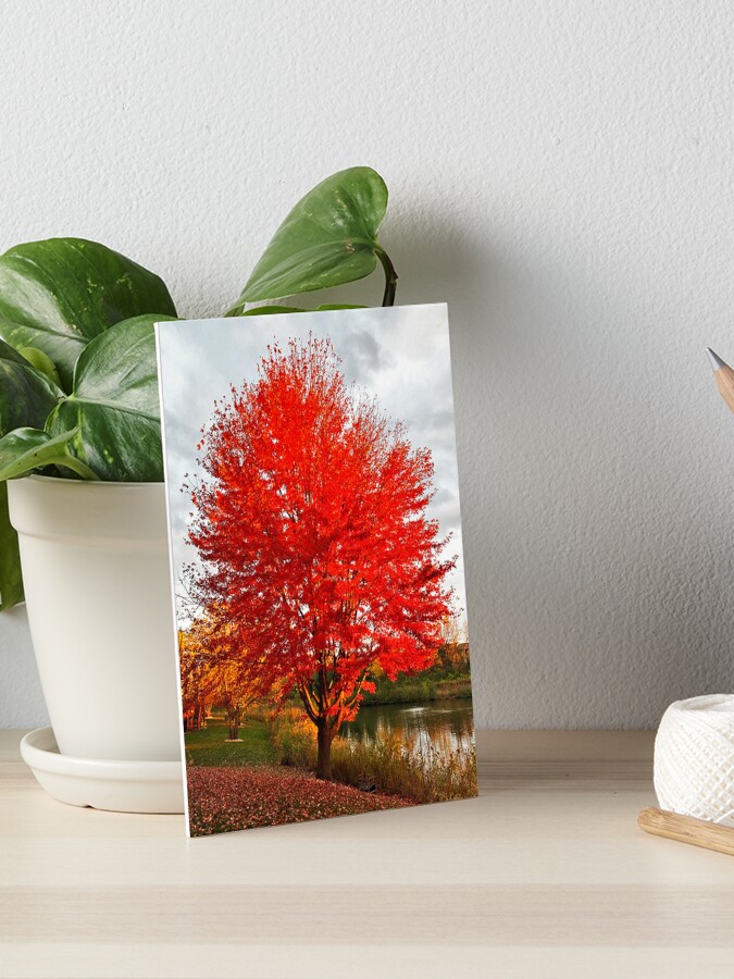 Fall Trees ORIGINAL Painting, 5x7 Canvas Board, Autumn Colors