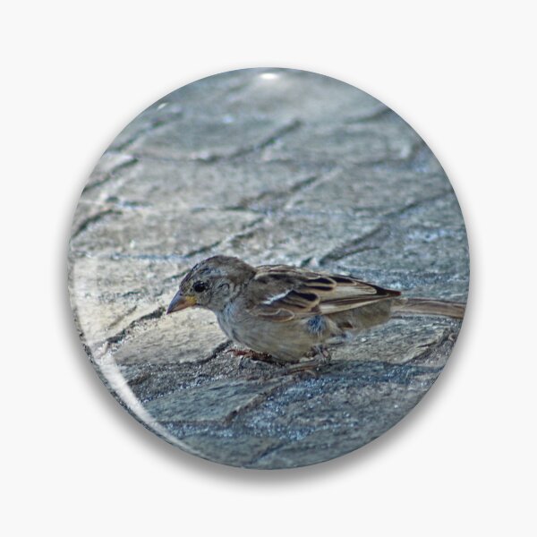 Artikelvorschau, Sparrow Bird Closeup Urban Wildlife entworfen und verkauft von Anna Lemos.