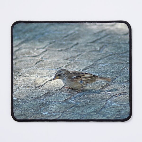 Item preview, Sparrow Bird Closeup Urban Wildlife designed and sold by Anna Lemos.