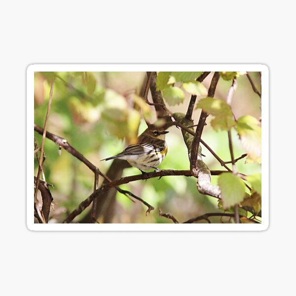 Fall Warbler Sticker