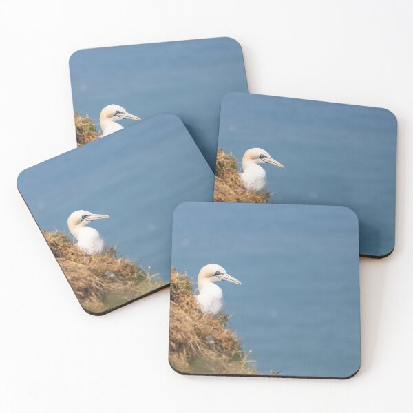 Item preview, Gannet at Cliff Edge designed and sold by CharlieCantrill.