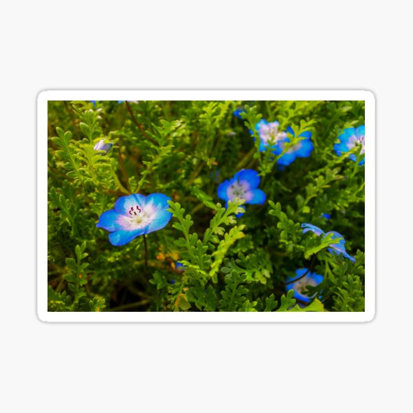 Item preview, Nemophila Menziesii - Baby Blue Eyes Flowers designed and sold by Fenderbender00.