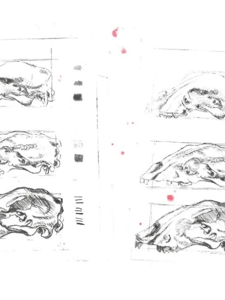 Thumbnail 4 of 4, Samsung Galaxy Phone Case, Skull study designed and sold by Riley-Racoon.