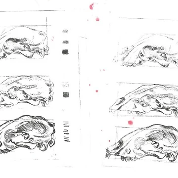 Artwork thumbnail, Skull study by Riley-Racoon