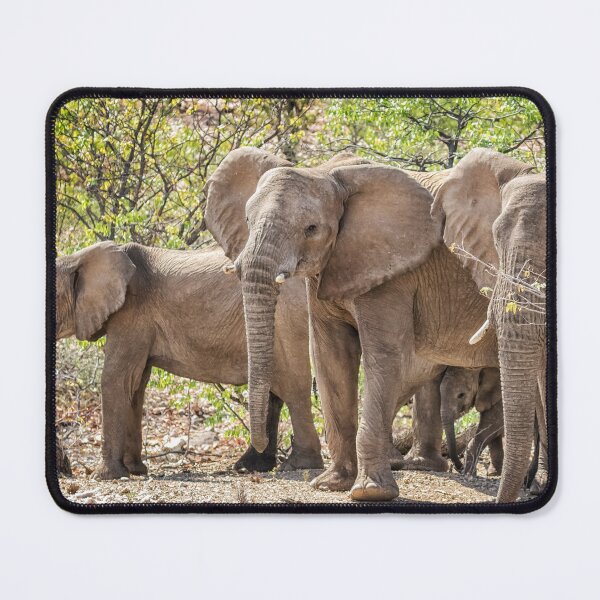 Item preview, Desert Elephants of Damaraland, Namibia designed and sold by Belinda Greb Photography.