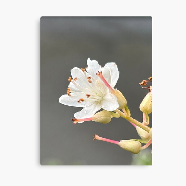 Item preview, The Delicate White Flower designed and sold by BlindEye1.