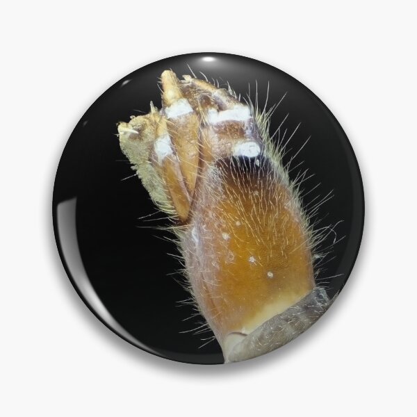 Item preview, Insect larva under the microscope designed and sold by SDym Photography.