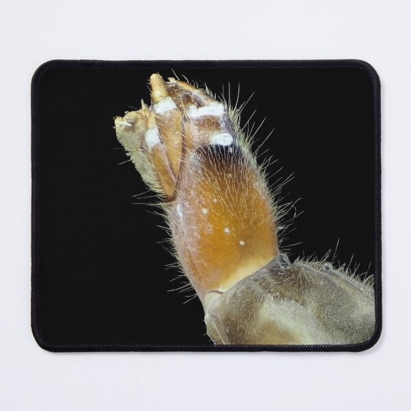 Item preview, Insect larva under the microscope designed and sold by SDym Photography.