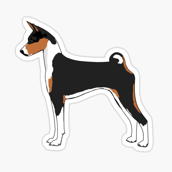 The Tri-Color Basenji, elegant and graceful for basenji lovers