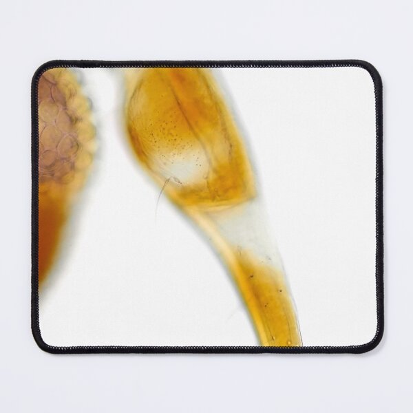 Item preview, Thread-legged assassin bug under the microscope designed and sold by SDym Photography.