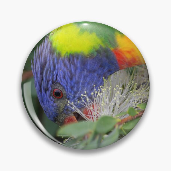 Item preview, Rainbow Lorikeet Feasting on Callistemon designed and sold by Linda Sijpkes.