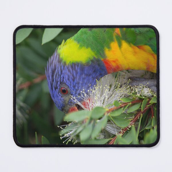 Item preview, Rainbow Lorikeet Feasting on Callistemon designed and sold by Linda Sijpkes.