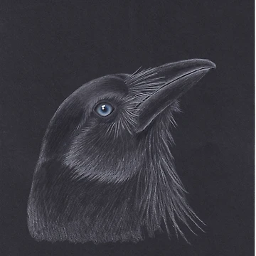 Artwork thumbnail, Crow by Laura Hillman